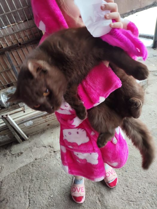 Найден котик циннамон