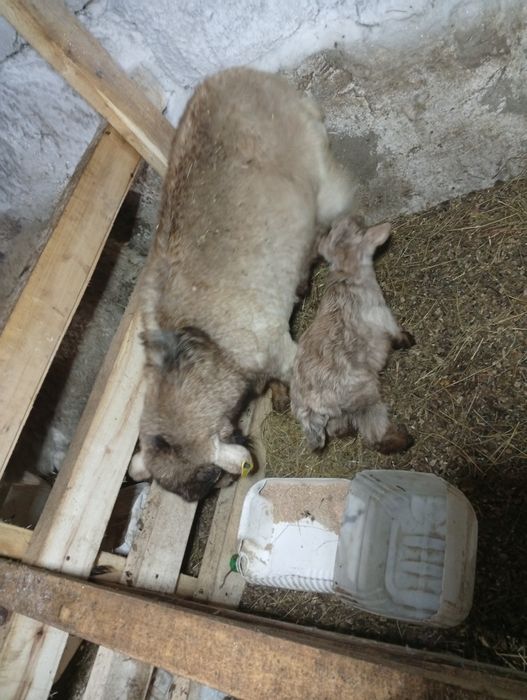 Ешкілер лағымен Сатамын