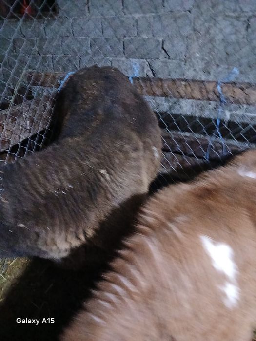 Vand 2 vitei baltati