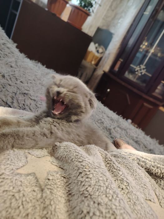 Шотландские котята фолдики