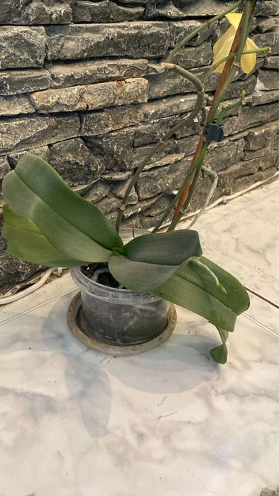 Орхидея в горшке домашняя