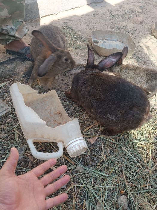 Коян сатылады срочно