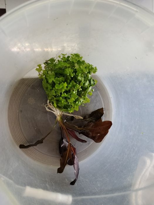 Продам красные Эхинодорусы .