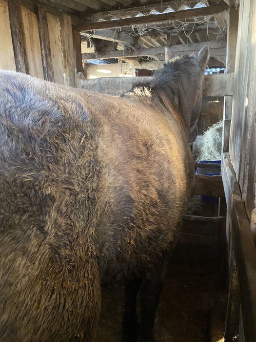 Продам, жеребчик, два года,с откорма.