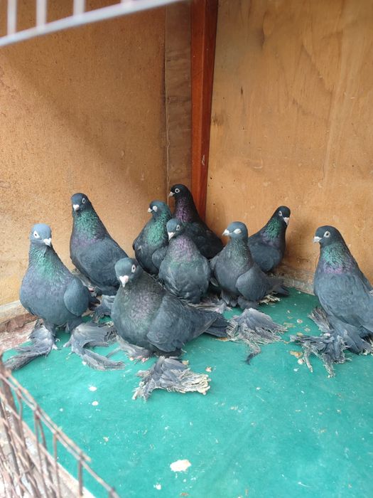 Продам голубей Молодежь 2025 года
