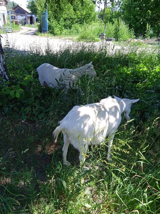 Продам козьего молоко