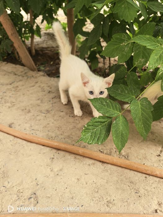 Марғаулар\котята 2 айлық