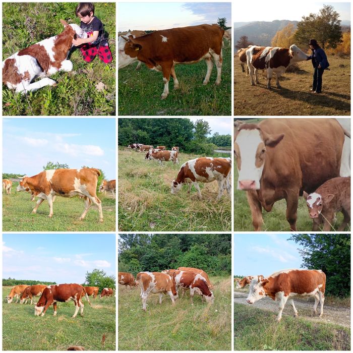 FERMĂ DE BOVINE | Vaci • Junici • Vițele • Viței înțărcați • Tauri | Bălțată Românească – Simmental
