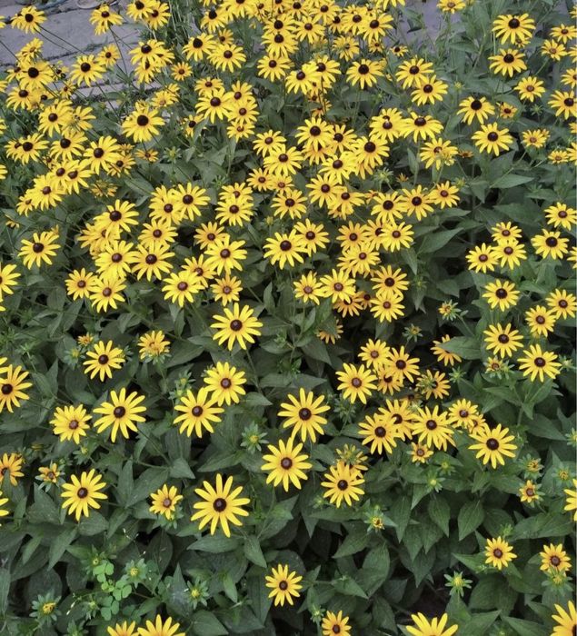 Рудбекия (Rudbeckia)