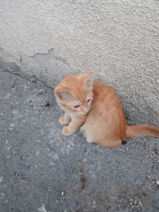 Отдам даром котят