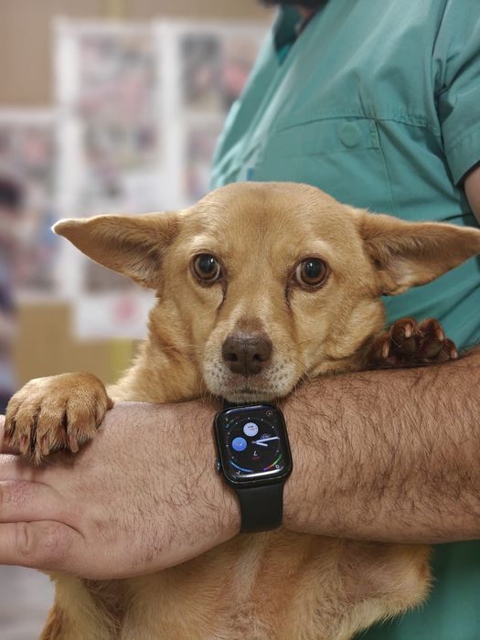 Catelusi tineri, cuminți și inteligenți își caută căsuța