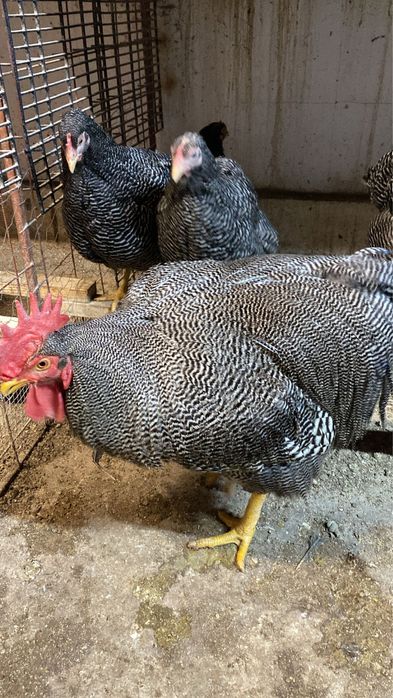 Australorp negru Araucana potarnichiu pe albastru Plymouth rockbarat gaini cocosi familii