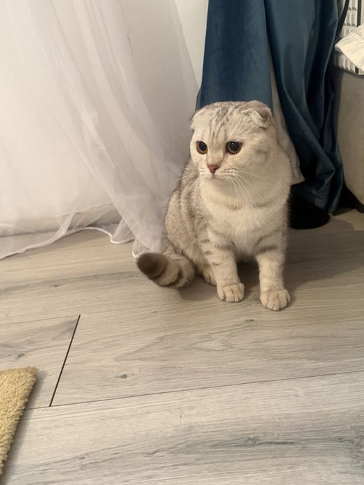 шотландская вислоухая кошка