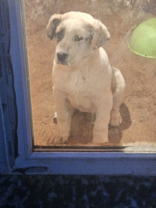 Шенок алабай девочка