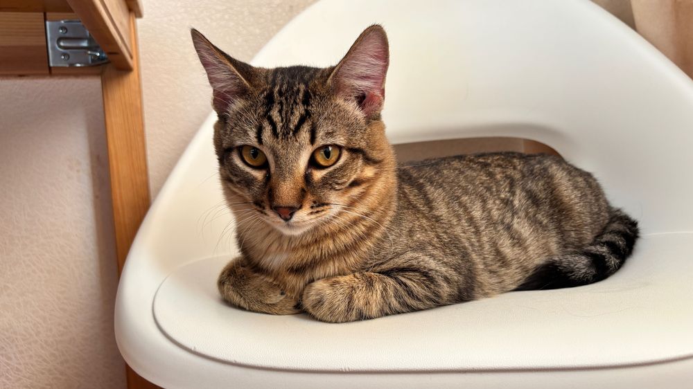 Молодой кот ищет свой дом