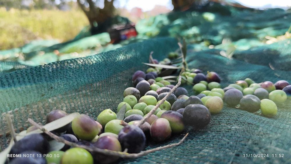 Ulei de măsline natural