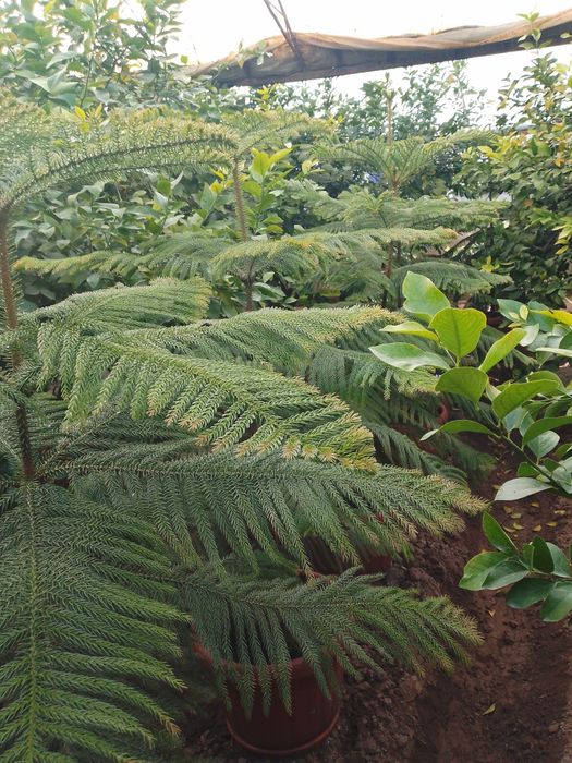 Арукария арчаси Манзил Денов тумани. Элобод махалласи