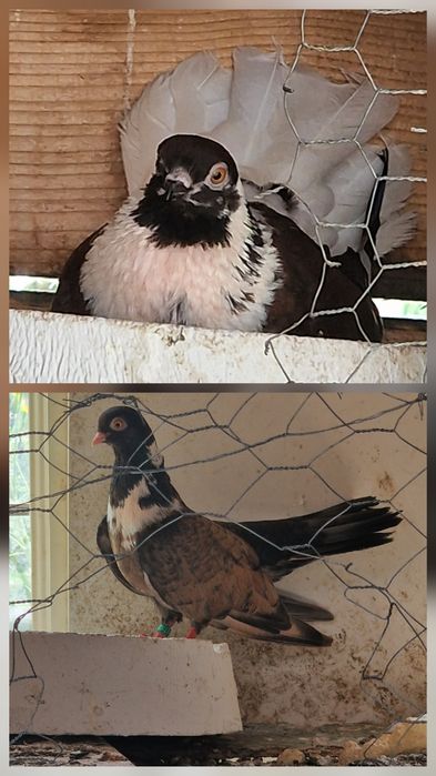 Zburători Românești, orbeteni,vargati,argintii, negrii codalbi,cafenii