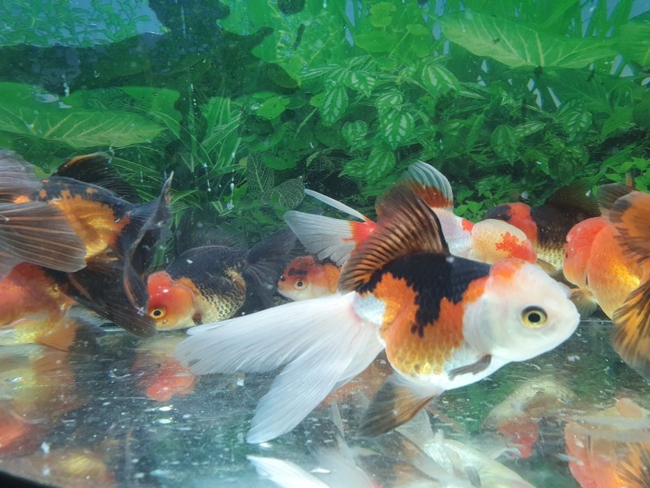 Carasi Oranda diverse culori