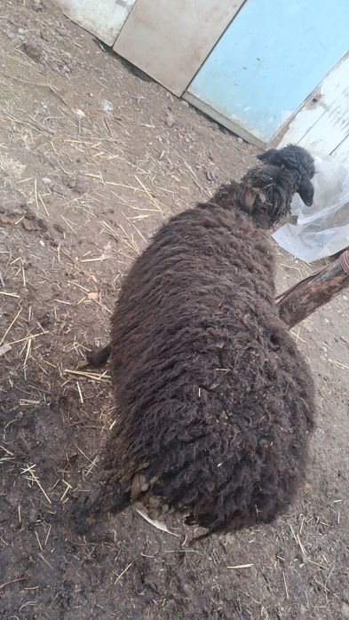 Bugʻoz Quy Sotiladi