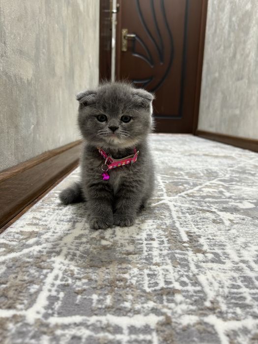 Скоттиш Фолд Девочка