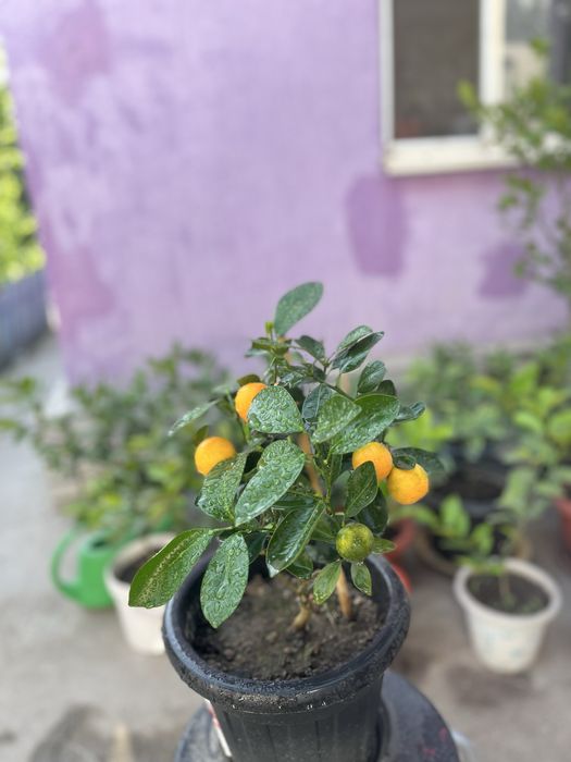 Продам мандарин каламондин