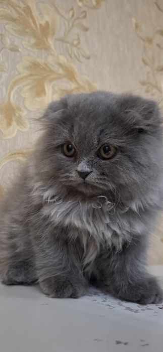 Мушугимиз сотилади