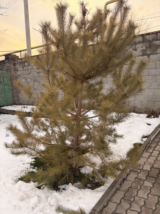 Живая сосна на Новый год