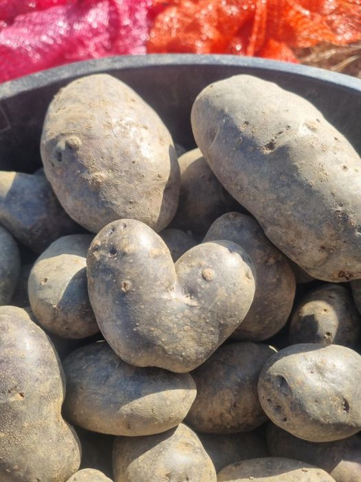 De vânzare cartofi mov purple mayesti