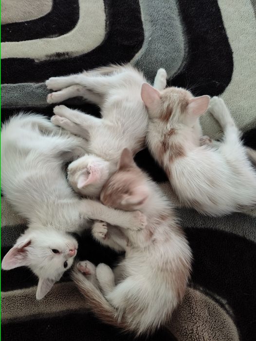 Отдам в добрые руки котят