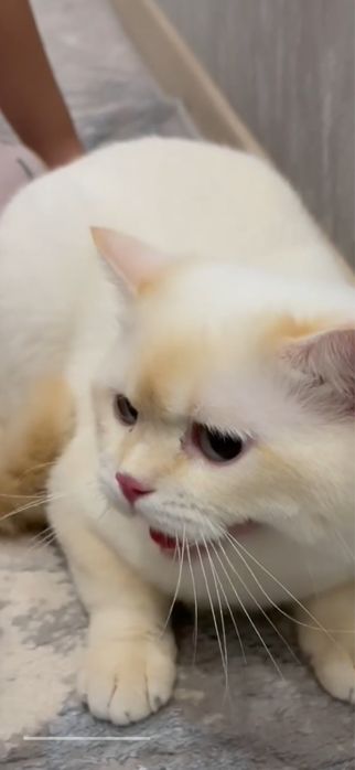 British shorthair tozza parodali mushuk