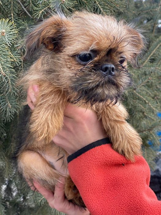 Срочно продам щенка Брюссельский грифон