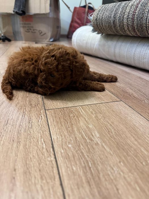 Caniche -Pudel fetita Toy Red