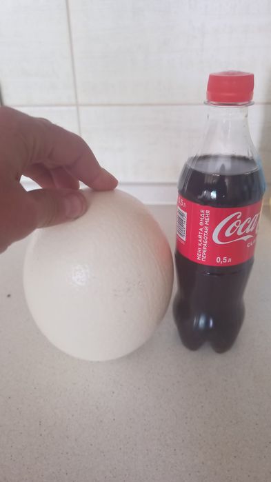 Страусиные яйца! Столовые! Читайте полностью!!!