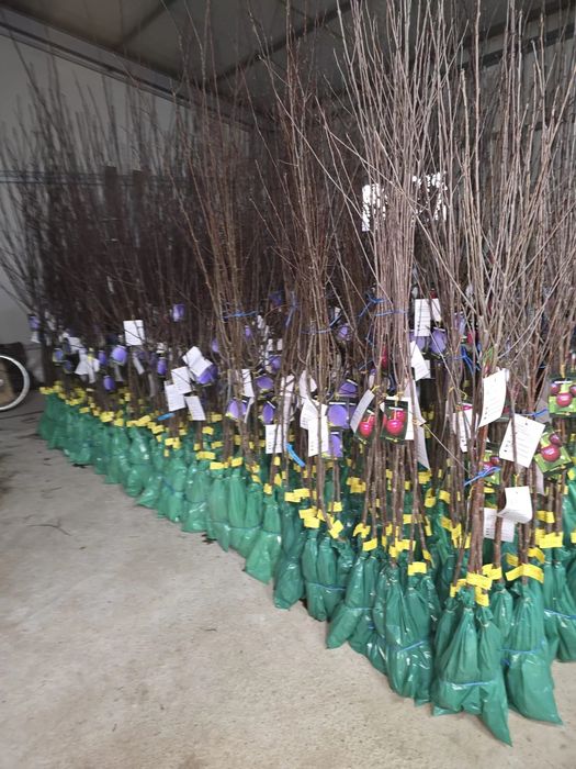 Pomi fructiferi de diferite soiuri