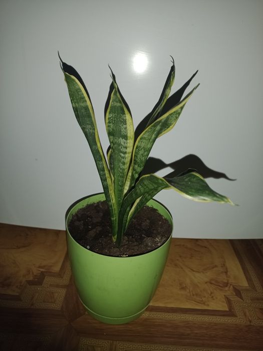 Сансевьерии разных сортов