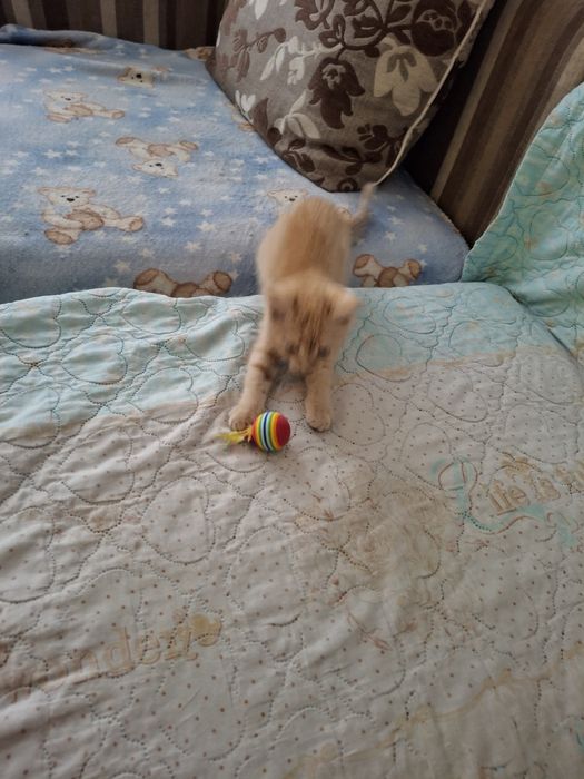 Отдам котенка в добрые руки БЕСПЛАТНО