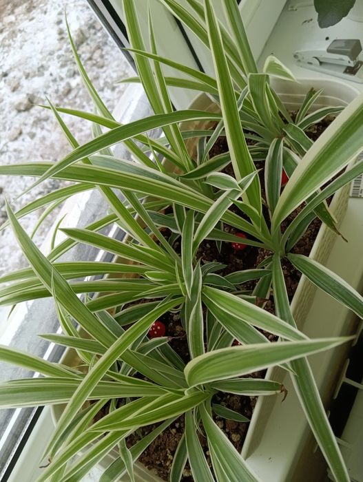 Комнатные растения