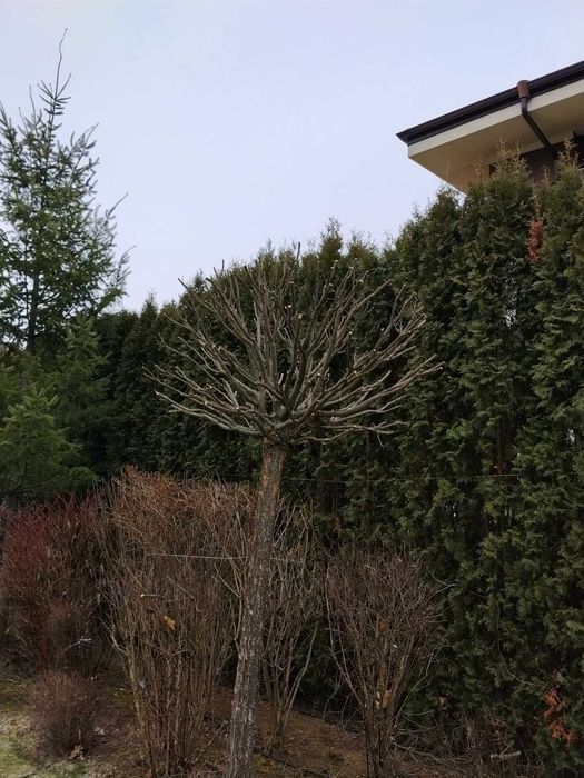 Рязане на овошки, оформяне на дървета