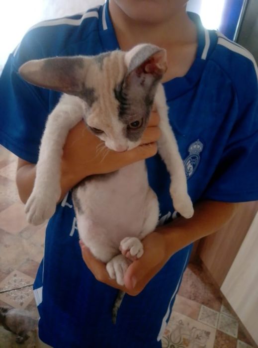 Породистый сфинкс