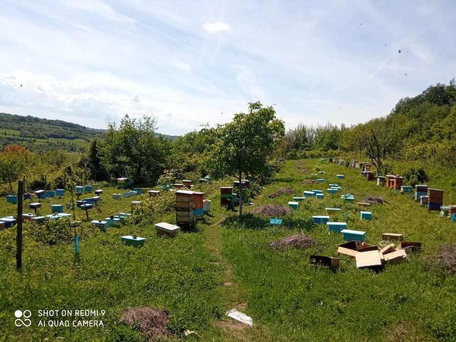 Пчелни отводки 2026г.