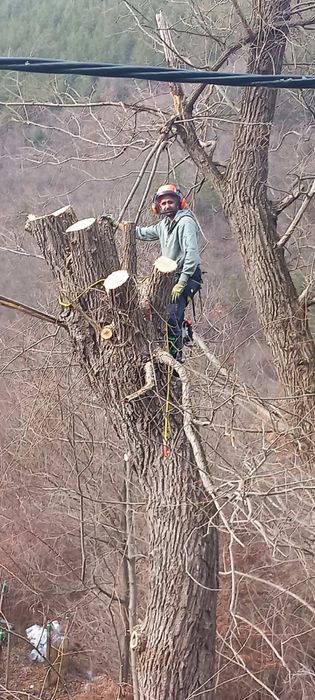 Рязане на опасни дървета в половин България / Арборист / Arborist /