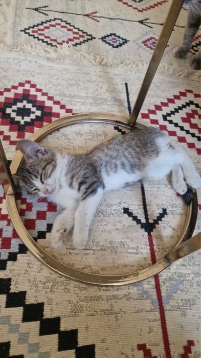 Отдам в хорошие руки