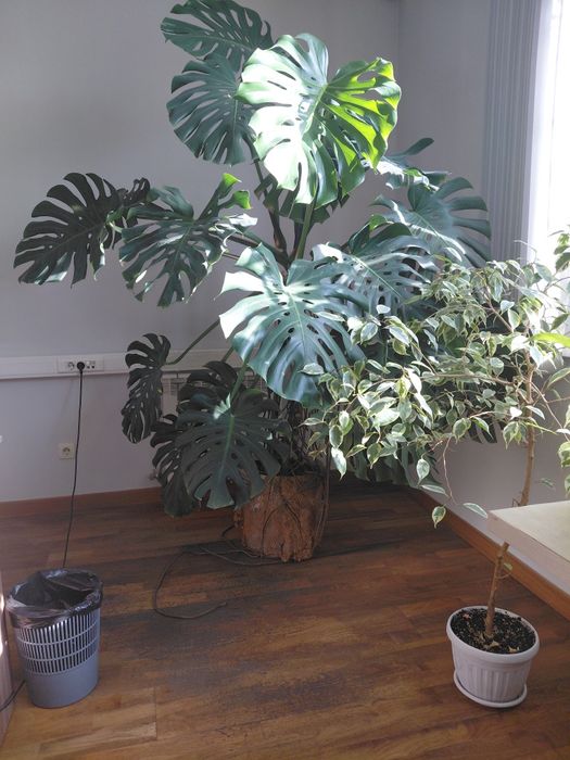 Продам Комнатные цветы