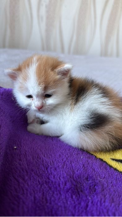 Отдам котенка девочку