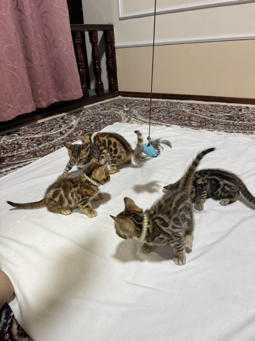 Бенгальская кошка