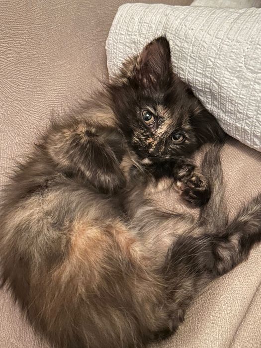 Котенок в добрые руки