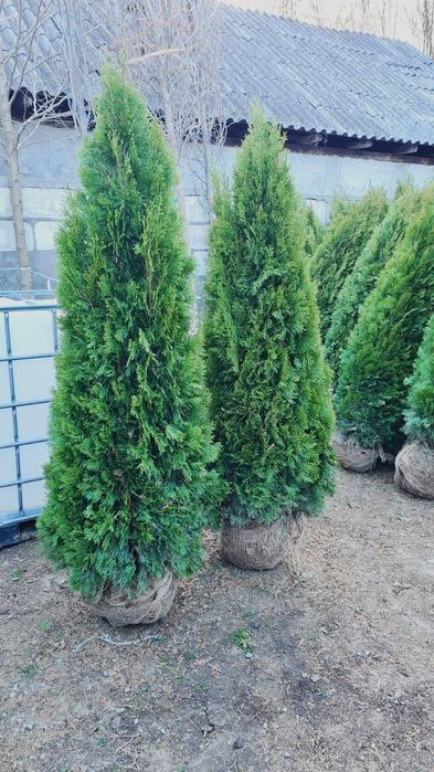 Vând tuia smaragd de mai multe dimensiuni