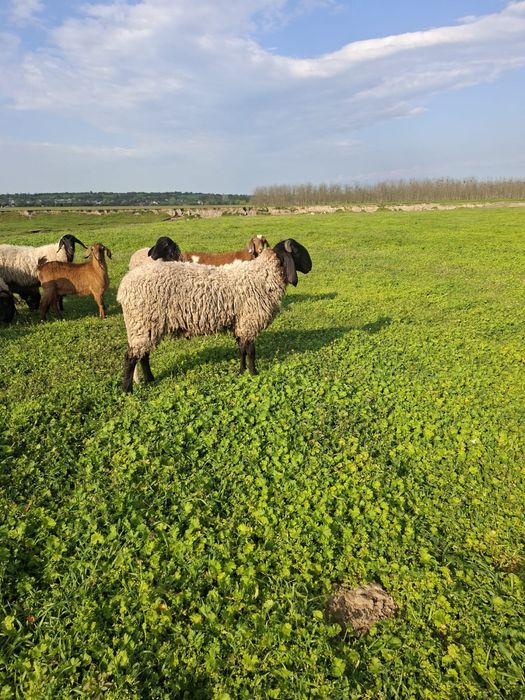 Berbec sârbesc noatin