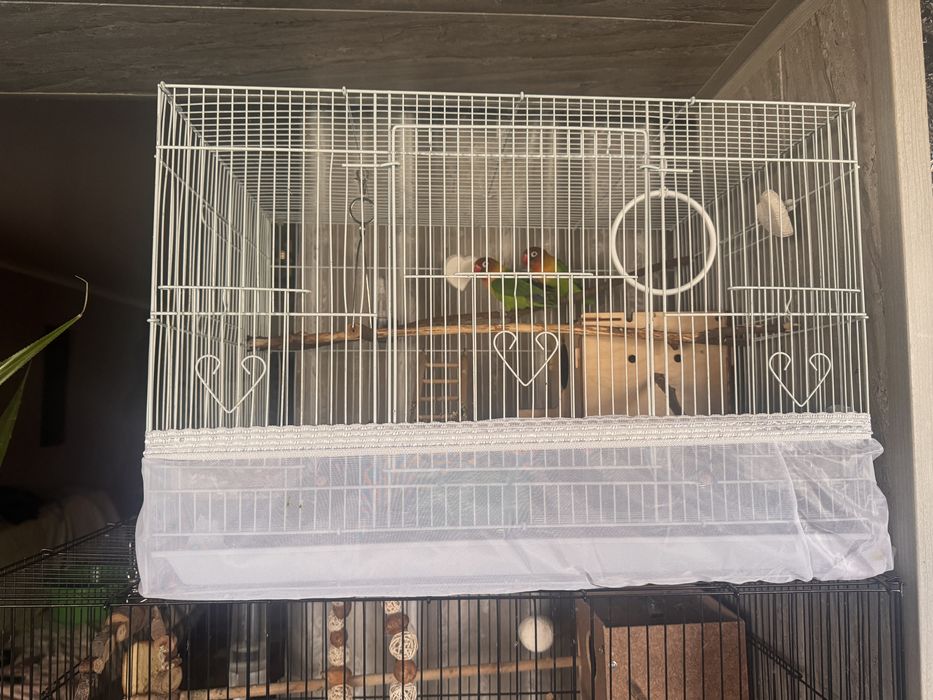 Неразлучники с клеткой